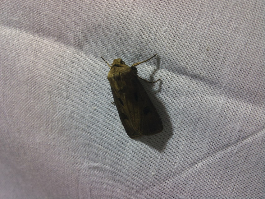 Agrotis exclamationis - felkiáltójeles földibagoly