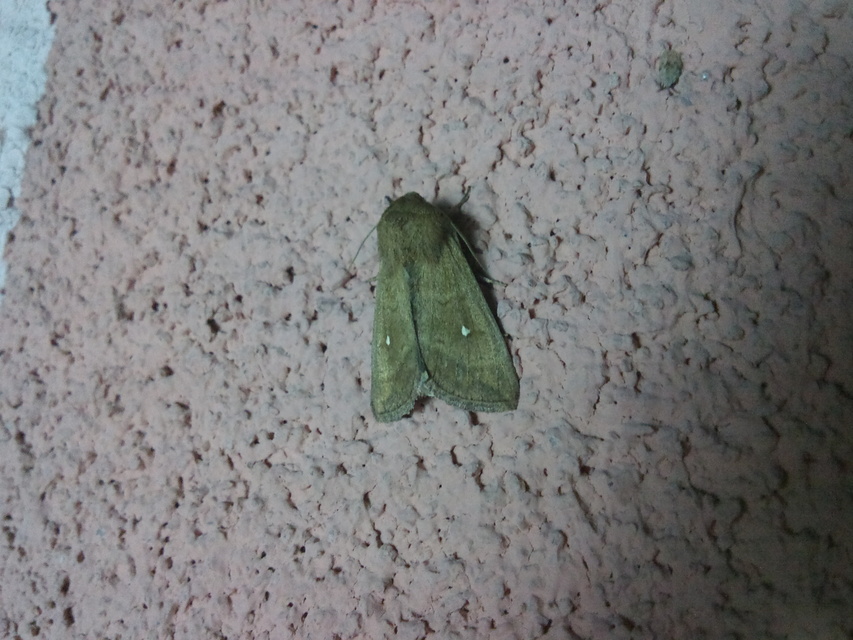 Mythimna albipuncta - fehérpettyes rétibagoly