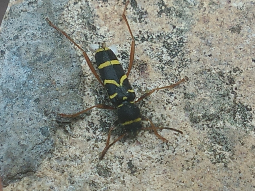 Clytus arietis - közönséges darázscincér