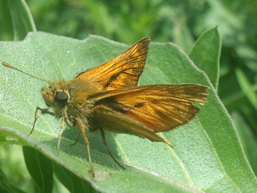 Ochlodes sylvanus - erdei busalepke