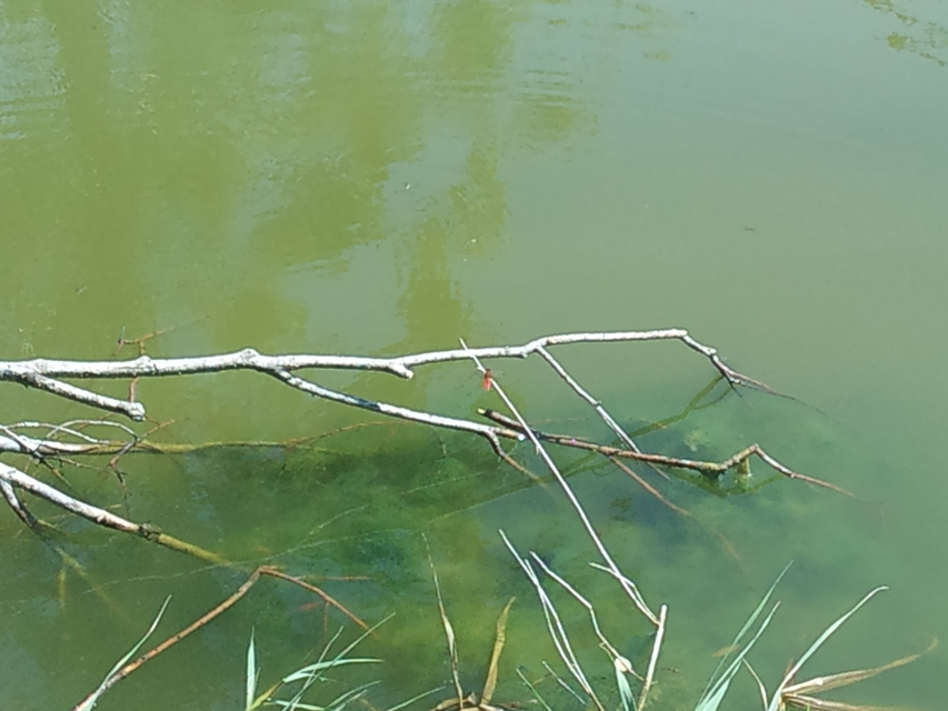 Crocothemis erythraea - skarlát szitakötő