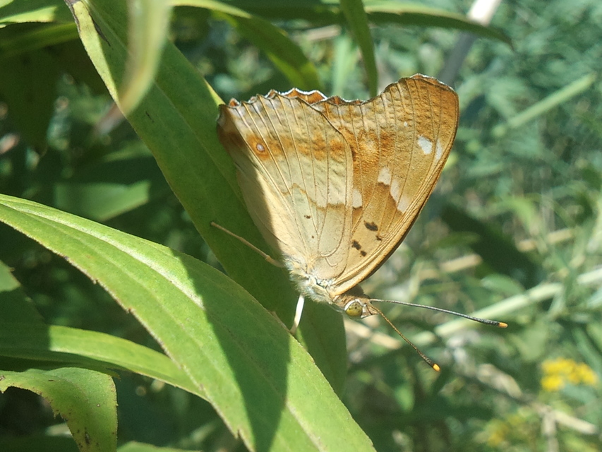 Apatura ilia - kis színjátszólepke