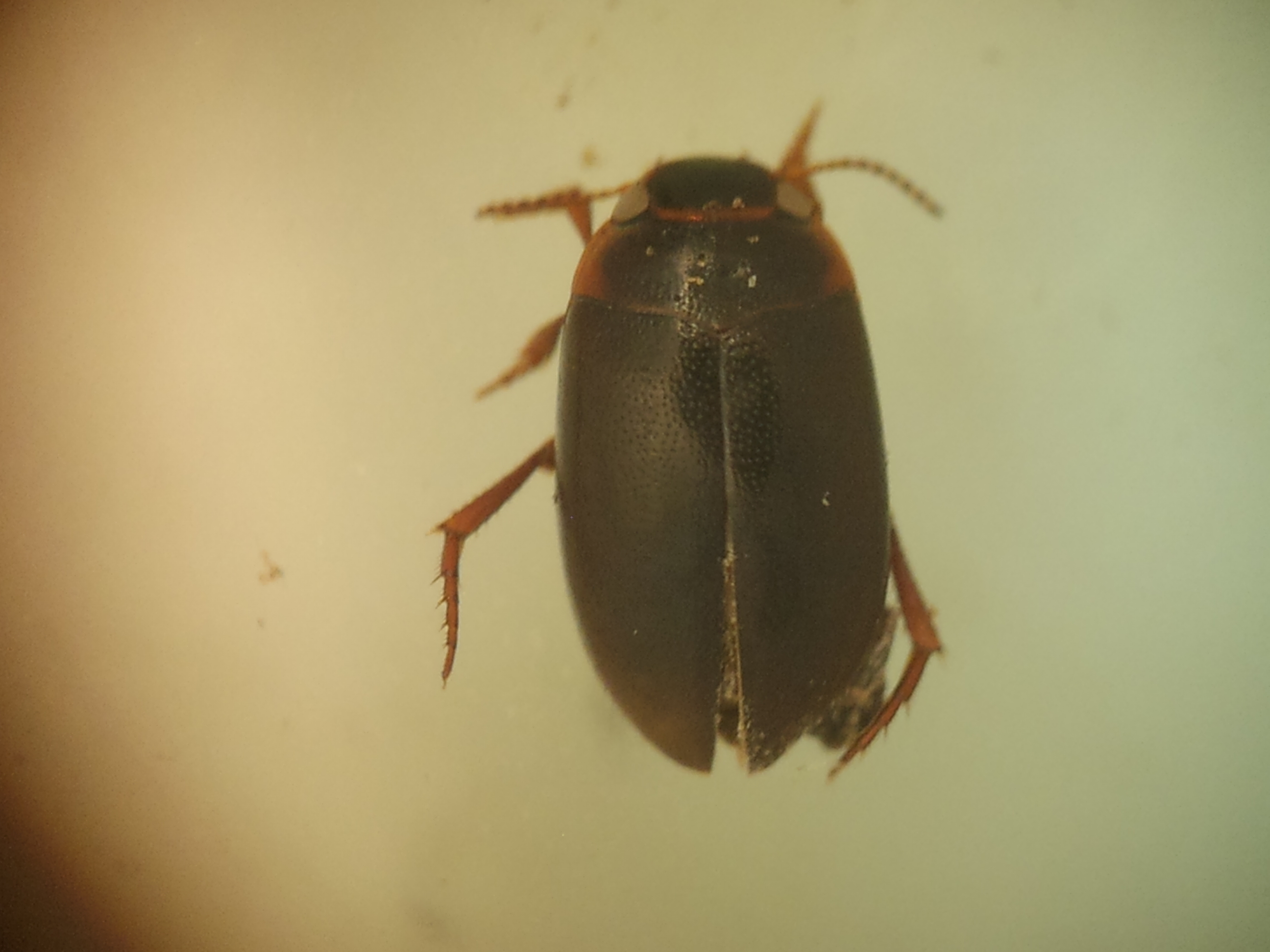 Hydroporus memnonius - érces kiscsíkbogár