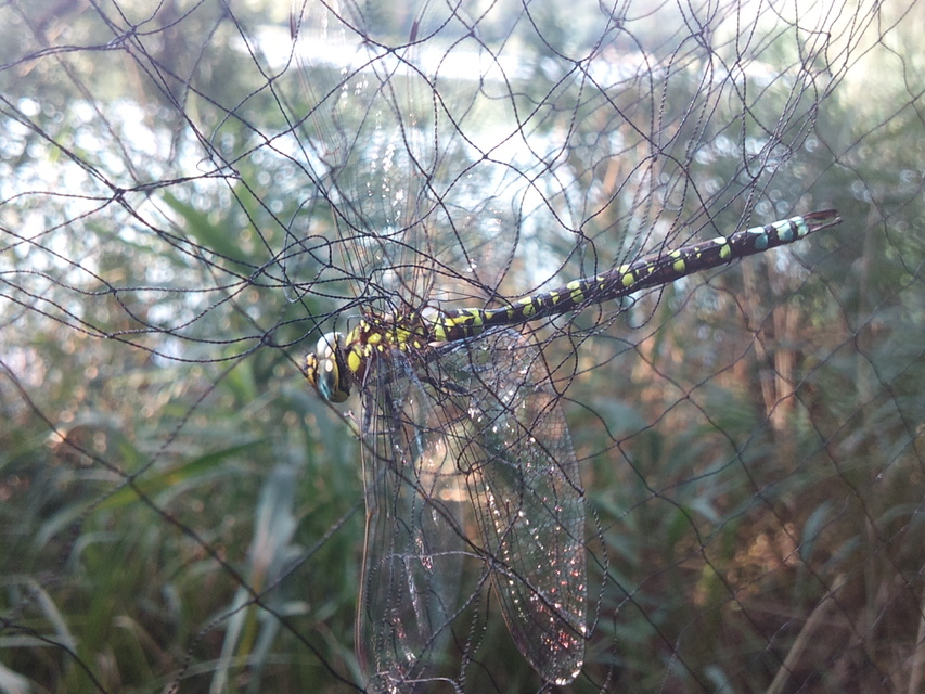 Aeshna cyanea - sebes karcsúacsa
