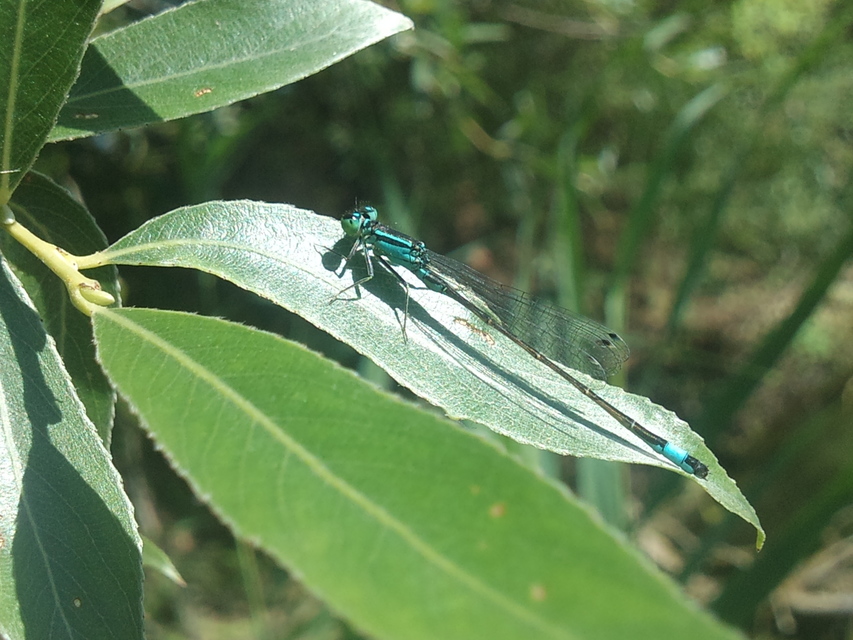 Ischnura elegans