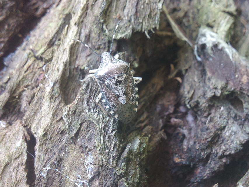 Rhaphigaster nebulosa - bencepoloska