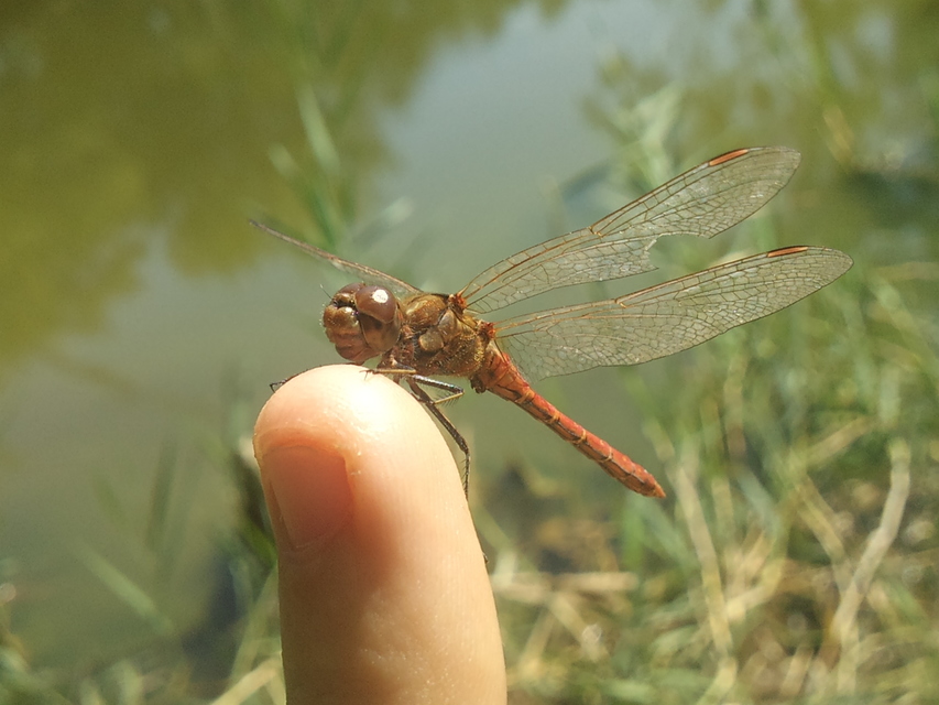 Sympetrum vulgatum - barkós katona-szitakötő
