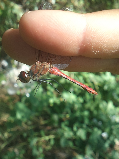 Sympetrum sanguineum - vörös katona-szitakötő