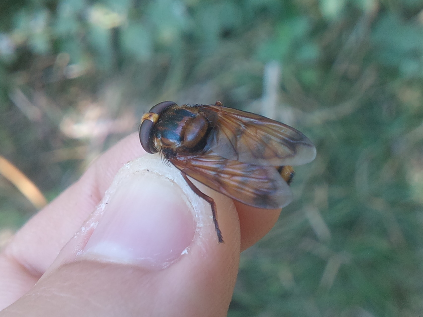 Volucella inanis - háromöves pihelégy