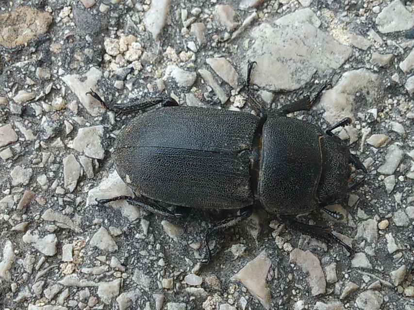 Dorcus parallelipipedus - kis szarvasbogár