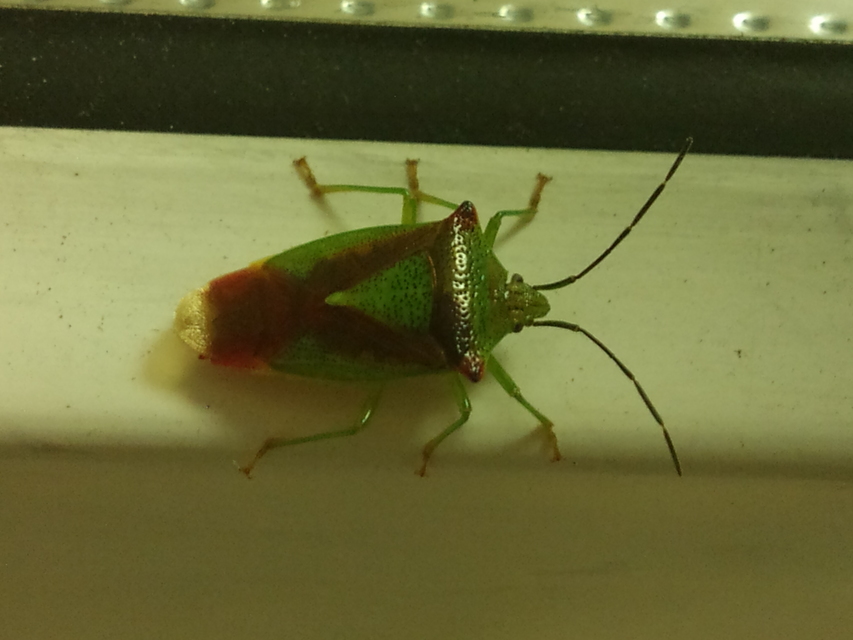 Acanthosoma haemorrhoidale - nagy dajkapoloska Acanthosoma haemorrhoidale - nagy dajkapoloska