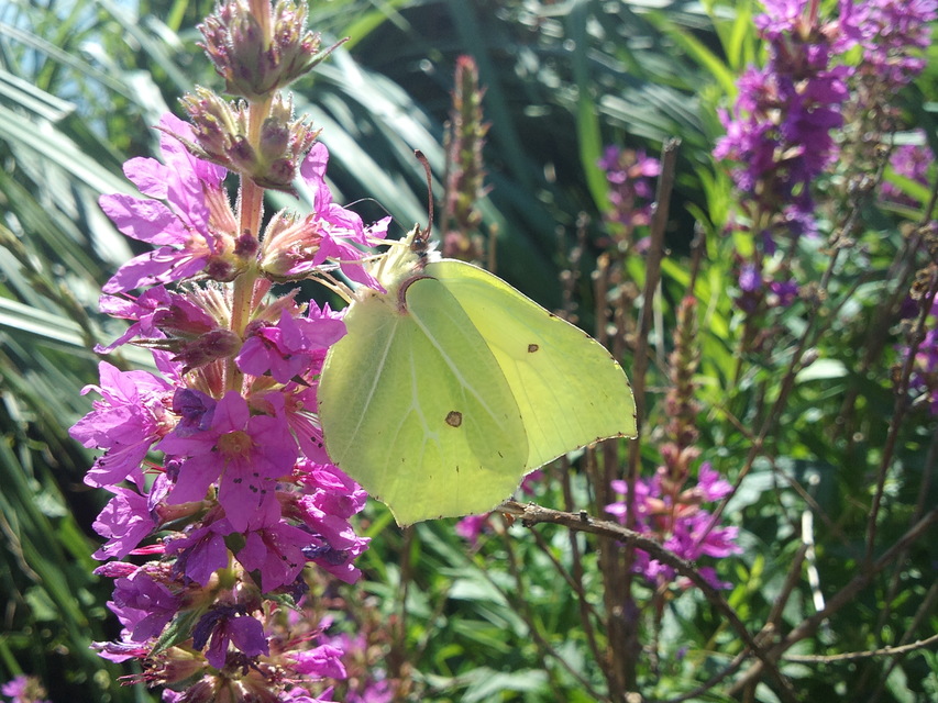 Gonepteryx rhamni - citromlepke