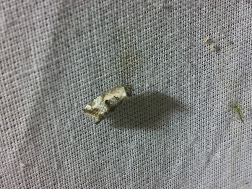 Hapalotis venustula - rózsaszínű mázasbagoly
