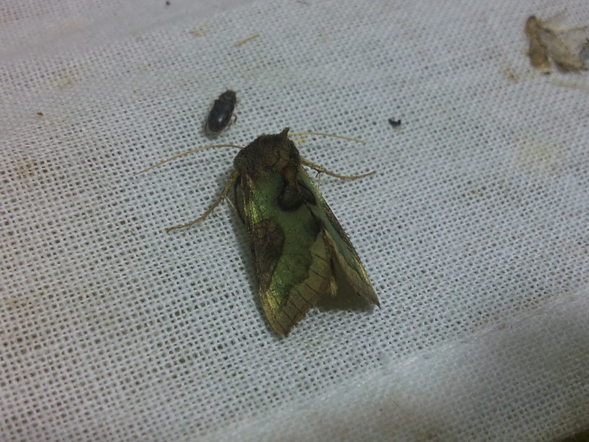 Diachrysia stenochrysis - rejtőző aranybagoly