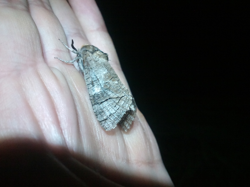 Cossus cossus - fűzfarontólepke