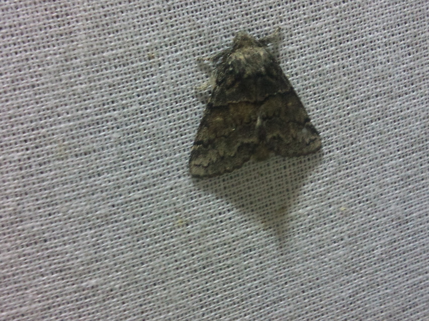 Gluphisia crenata - kormos púposszövő