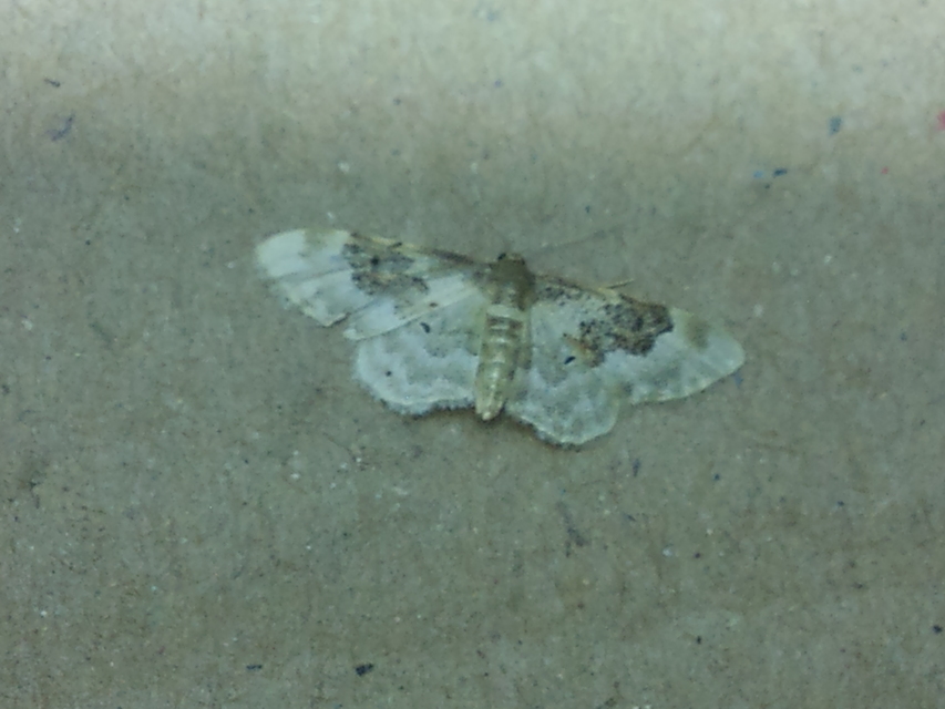 Idaea rusticata - tarka apróaraszoló