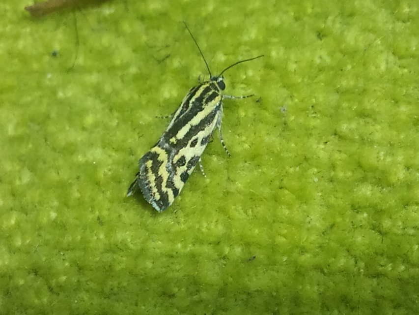 Emmelia trabealis - zebrabagoly