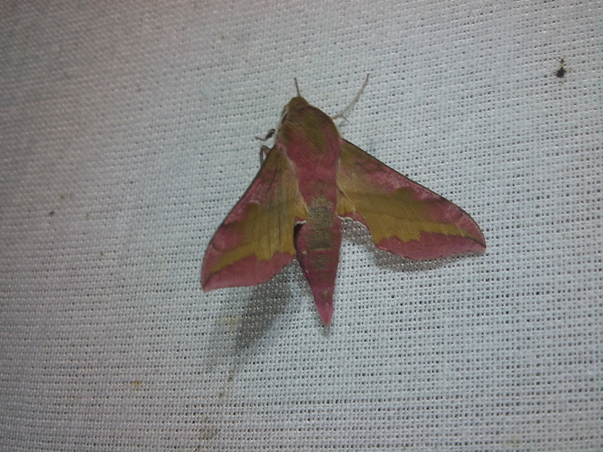 Deilephila porcellus - piros szender