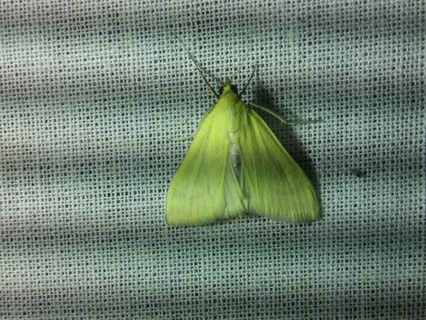 Sitochroa palealis - kénszárnyú dudvamoly