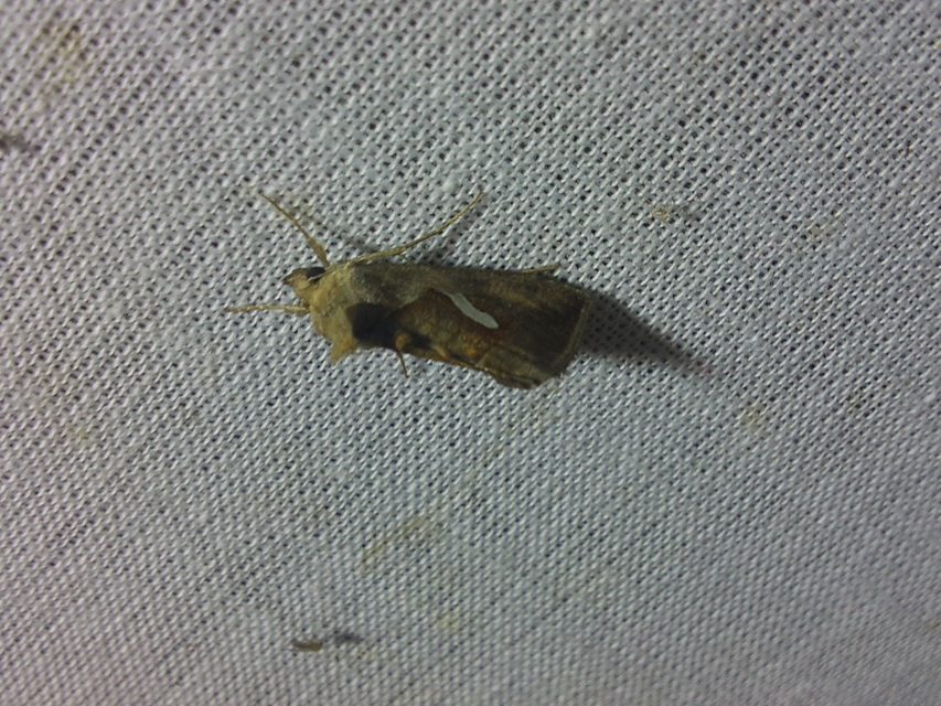 Macdunnoughia confusa - cseppfoltos ezüstbagoly