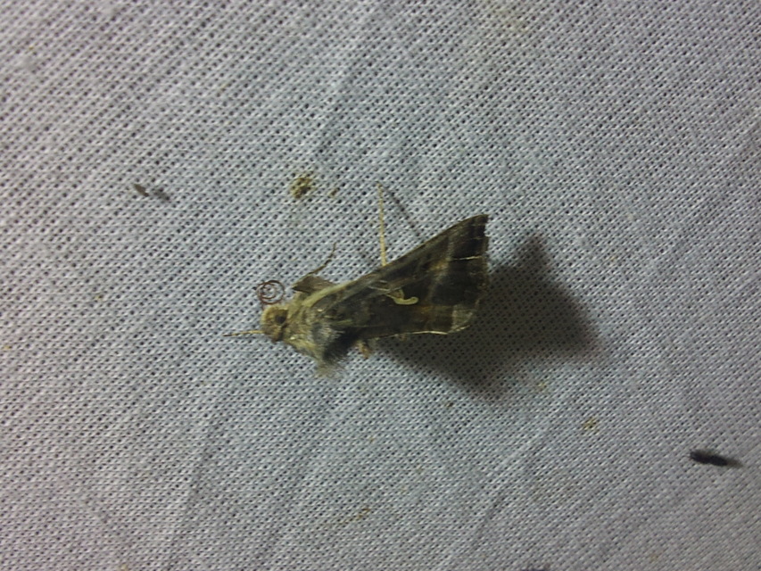 Autographa gamma - gammalepke
