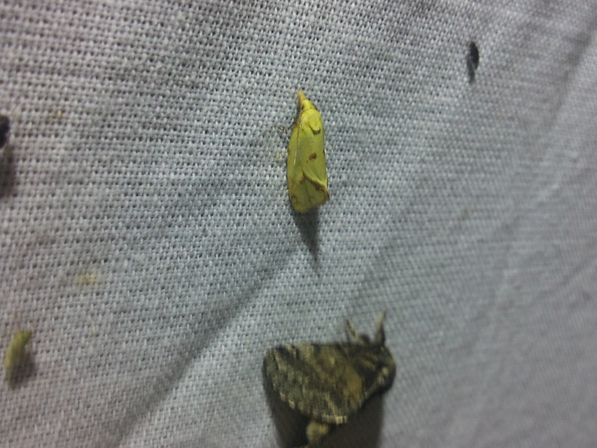 Agapeta hamana - közönséges sárgamoly