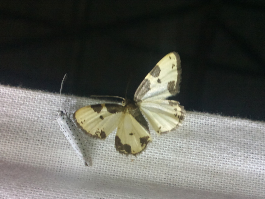 Lomaspilis marginata - szegélyes nyárfaaraszoló