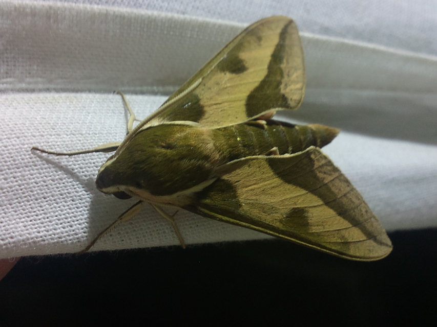 Hyles euphorbiae - kutyatejszender
