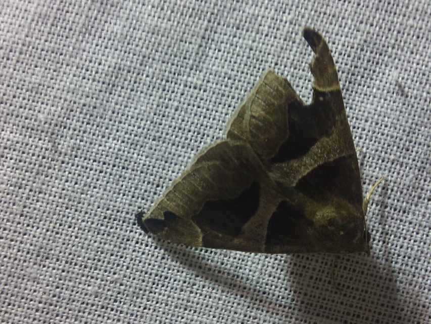 Dysgonia algira - déli porcelánbagoly