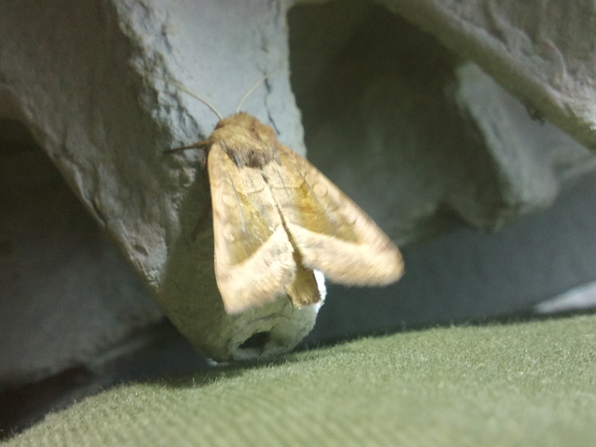Hydraecia micacea - csillogó acsalapubagoly