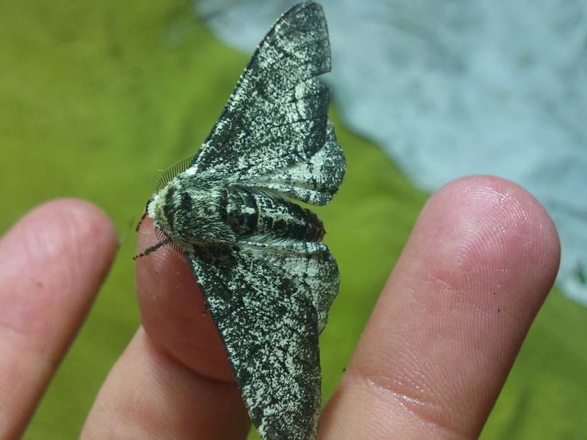 Biston betularia - szürkepettyes araszoló