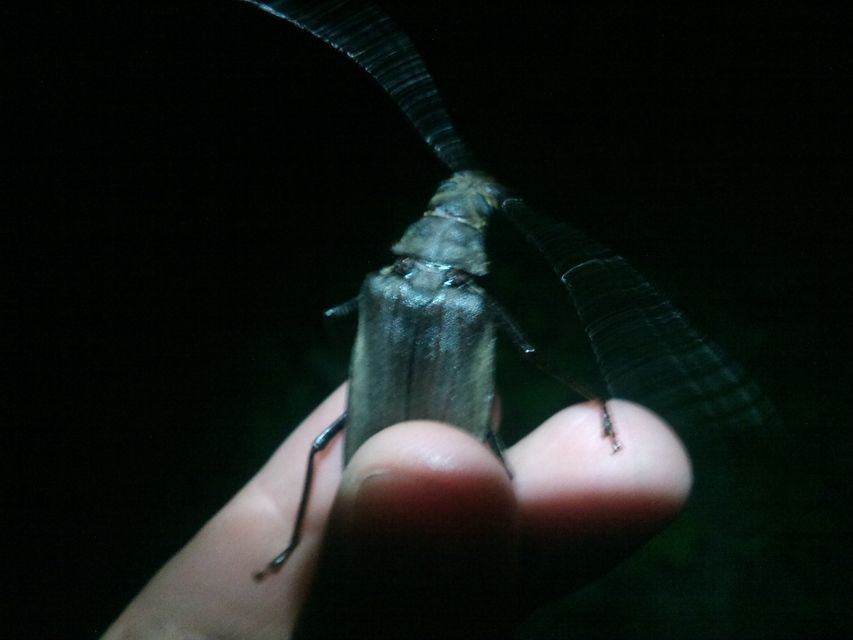 Aegosoma scabricorne - diófacincér