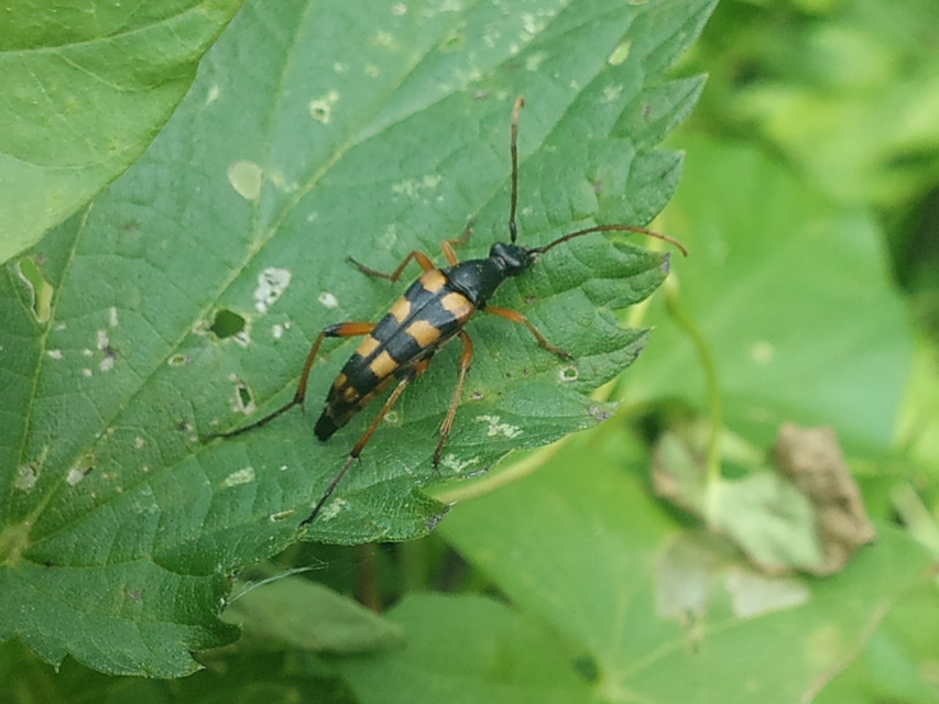Strangalia attenuata - nyurgacincér
