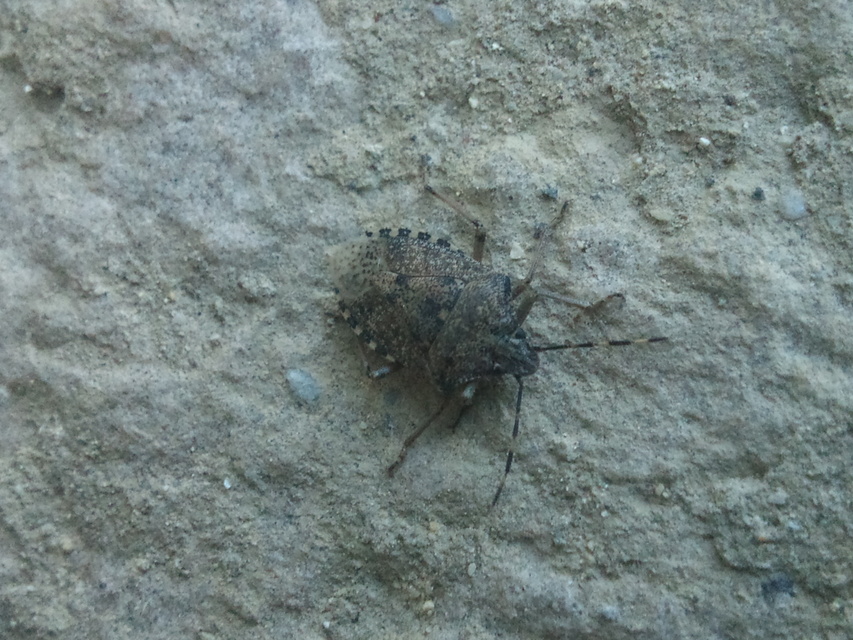 Rhaphigaster nebulosa - bencepoloska