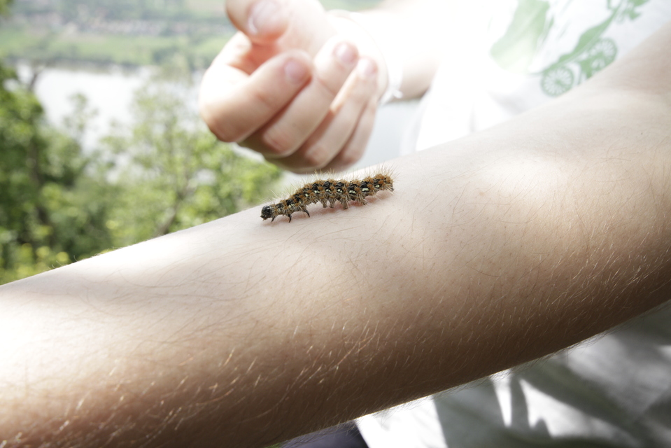 Euplagia quadripunctaria - csíkos medvelepke