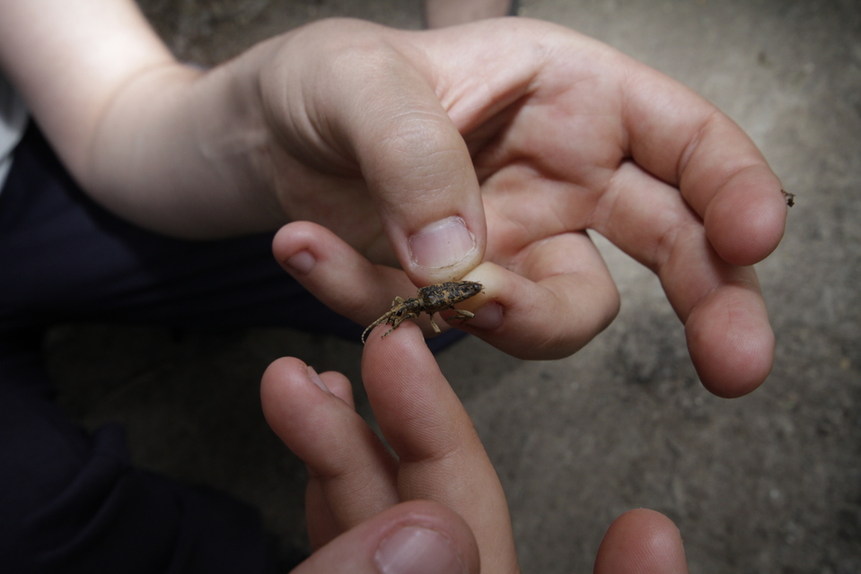 Rhagium sycophanta - tölgyes-tövisescincér