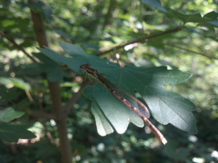 Sympecma fusca - téli rablószitakötő