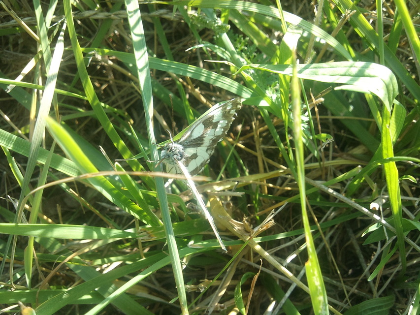 Melanargia galathea - sakktáblalepke