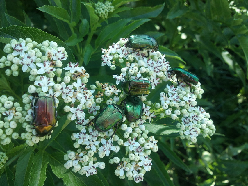 Cetonia aurata - aranyos virágbogár