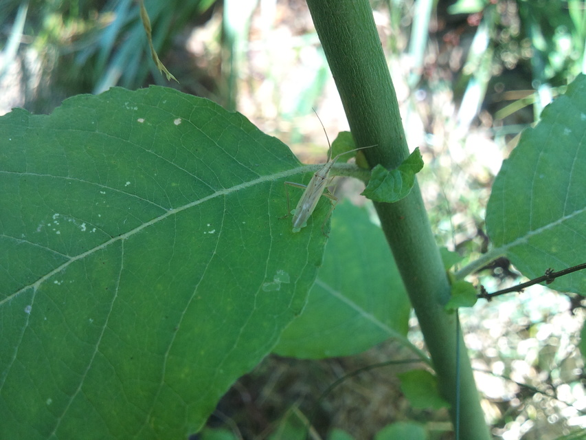 Stenodema