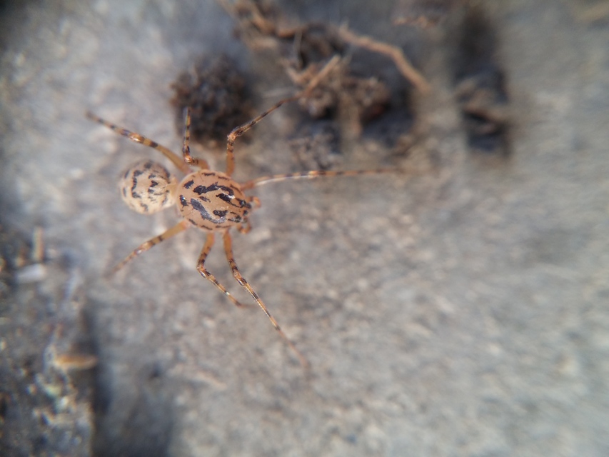 Scytodes thoracica - közönséges csupaszpók