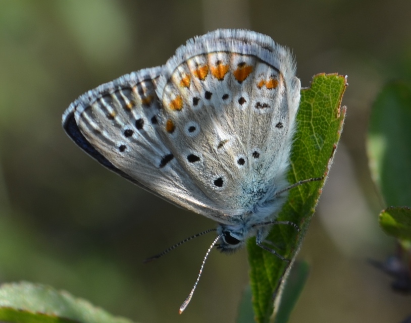 Polyommatus icarus - közönséges boglárka