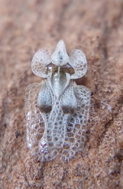 Corythucha ciliata - platán-csipkéspoloska