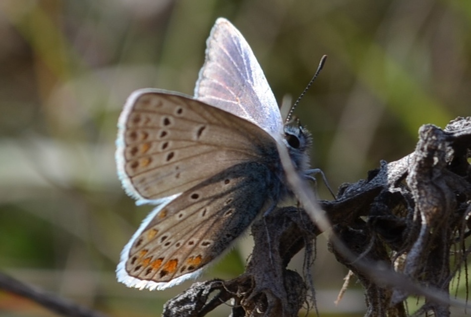 Polyommatus icarus - közönséges boglárka