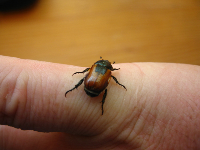 Anisoplia austriaca - osztrák szipoly