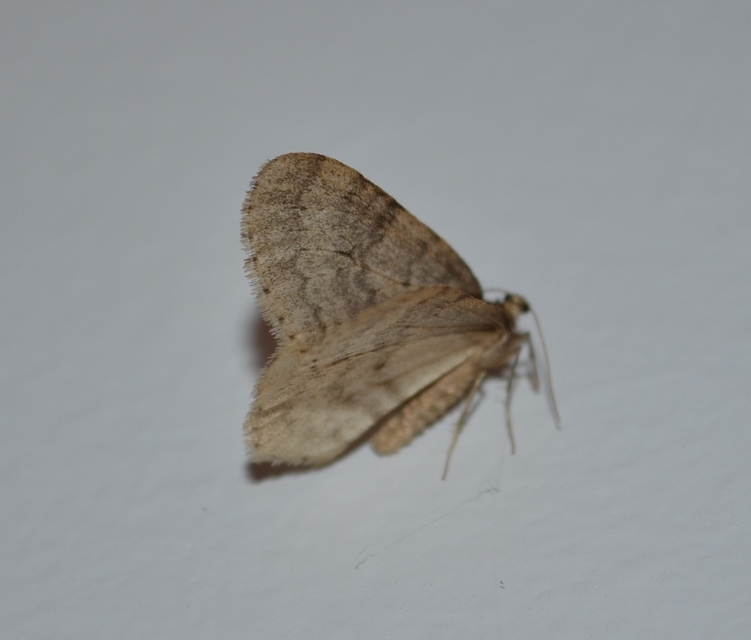 Operophtera brumata - kis téliaraszoló