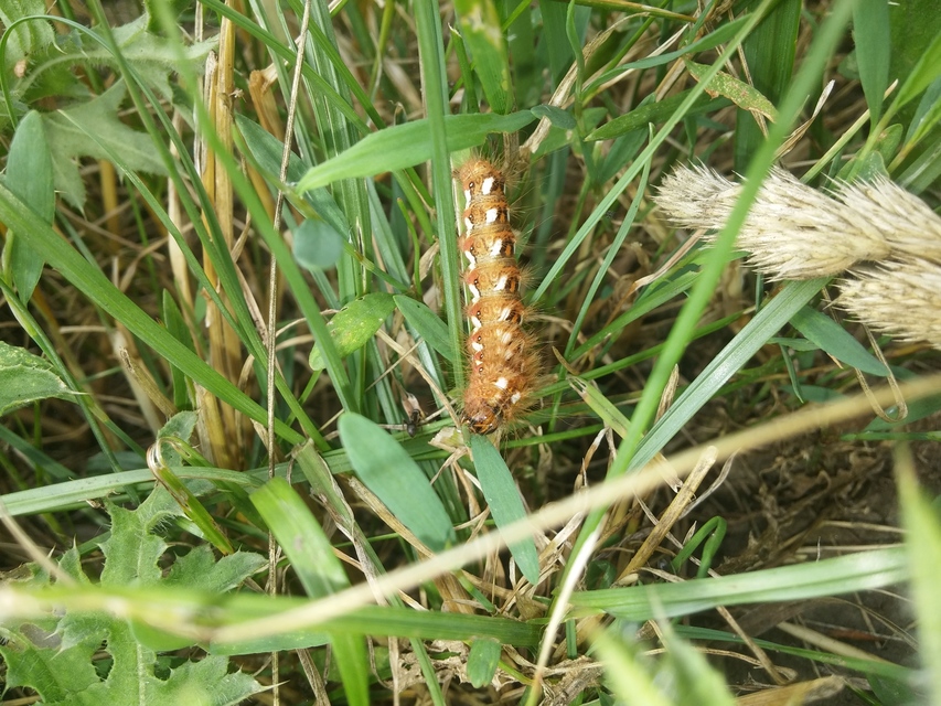 Acronicta rumicis - sóska-szigonyosbagoly Acronicta rumicis - sóska-szigonyosbagoly
