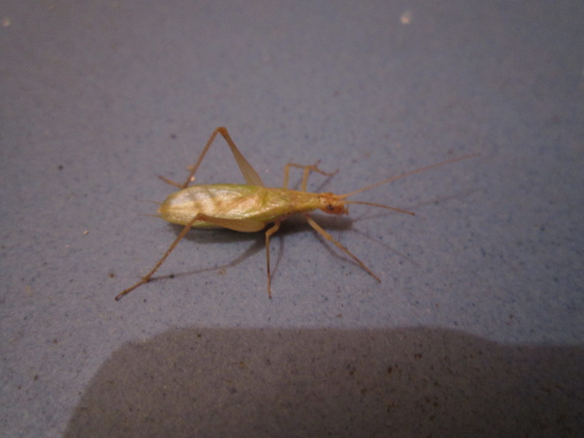 Oecanthus pellucens - pirregőtücsök