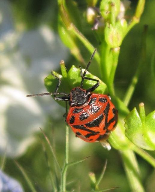 Eurydema ornata - díszespoloska Eurydema ornata - díszespoloska
